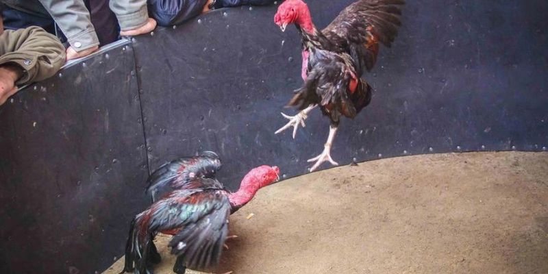 Chuẩn bị giúp thắng trong đá gà đòn Thomo UW99