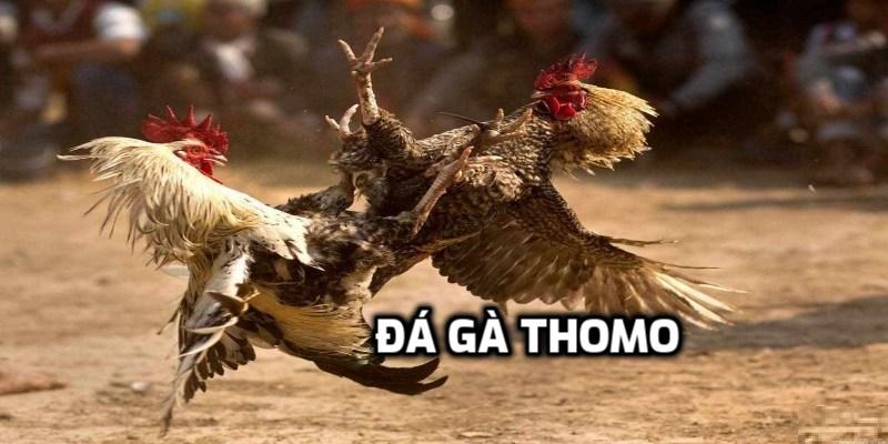 Đá gà Thomo UW99