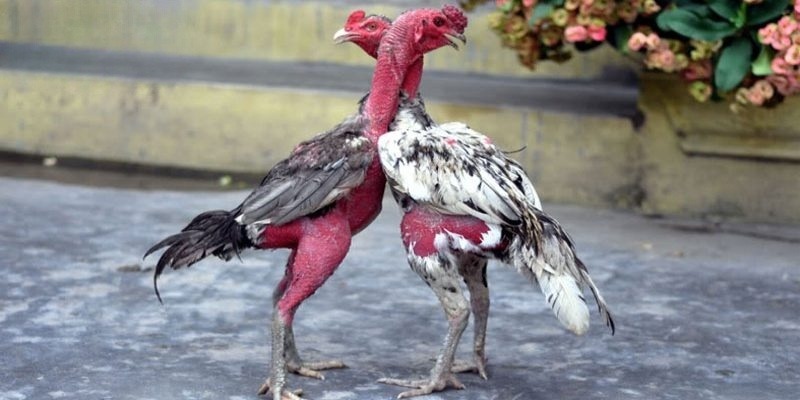 Khám phá sức hút bất tận của trường gà Thomo