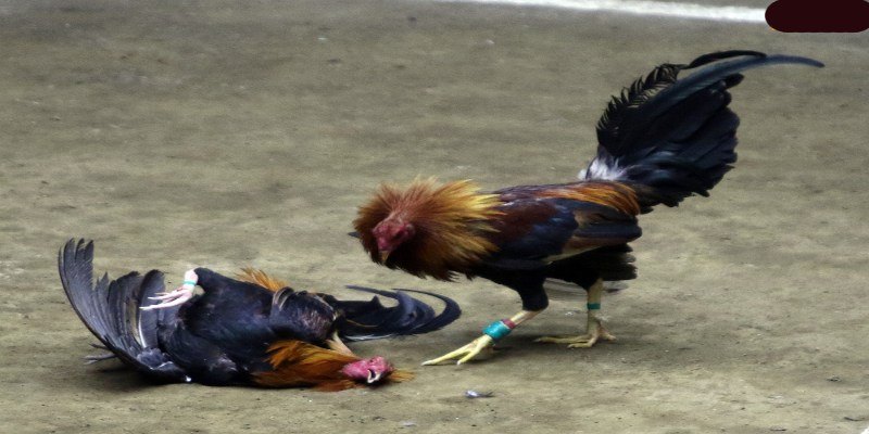 Tham khảo các kỹ thuật và chiến thuật trong ván
