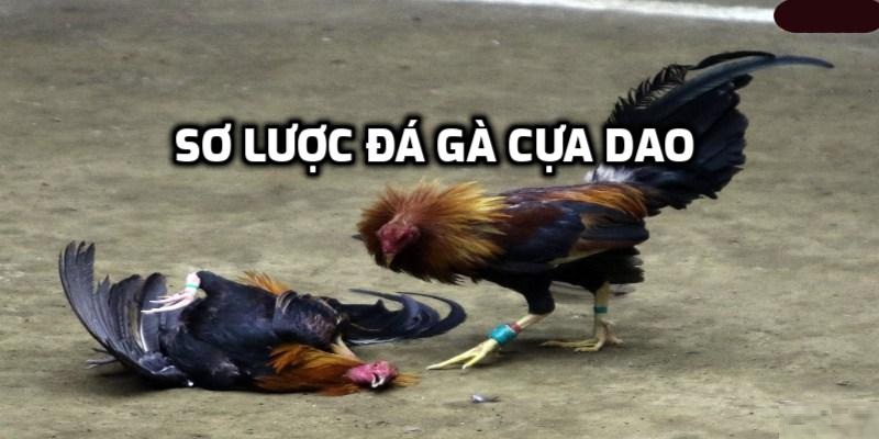 Thông tin chi tiết đá gà cựa dao UW99