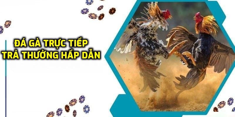 Trực tiếp đá gà tre UW99