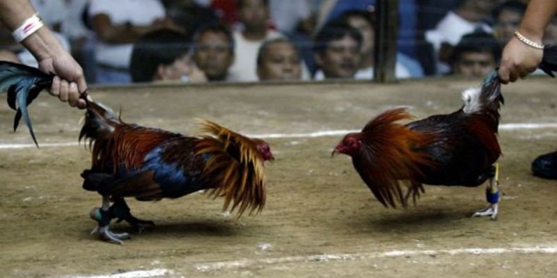 Bí quyết đá gà mạng khi nhận diện các dòng, giống