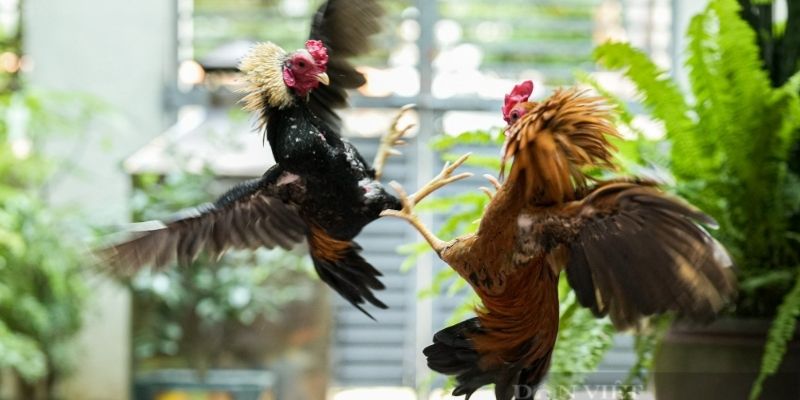 bí quyết đá gà mạng