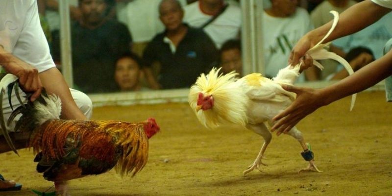 Chinh phục sân chơi trực tuyến ra sao?