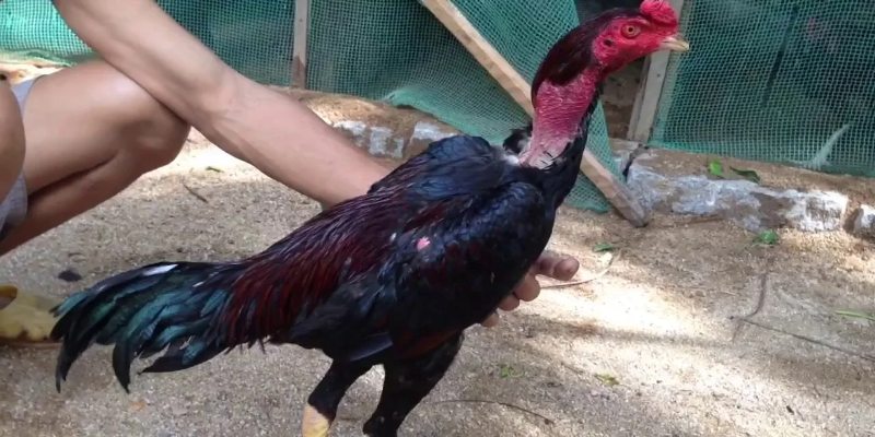 Cách chọn gà chọi hay cần quan sát ngoại hình