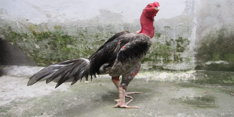cách chọn gà chọi hay UW99