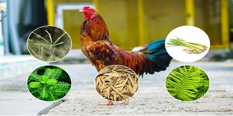 cách nuôi gà chọi