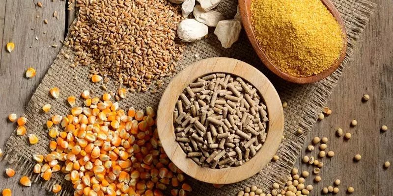 Chế độ dinh dưỡng dành cho chiến kê 