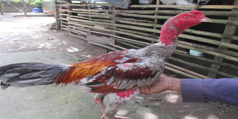 Đánh giá tính cách của chiến kê khi tham gia