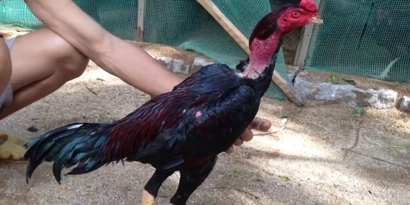 Phòng bệnh định kỳ cho mỗi chú chiến kê 